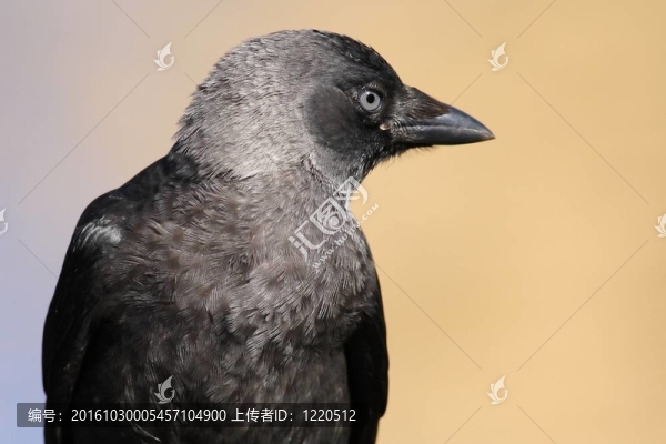 寒鴉