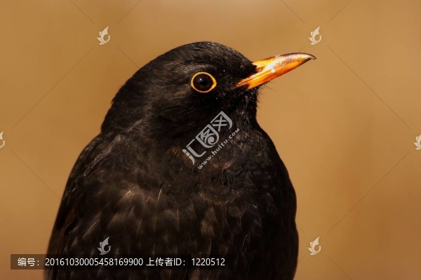 黑鳥