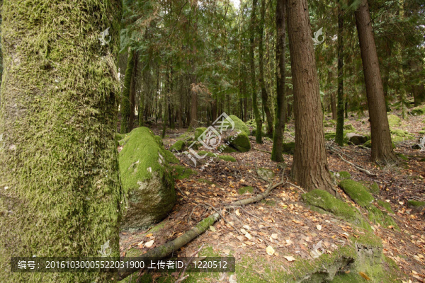 在樹林深處