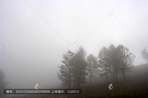 霧樹