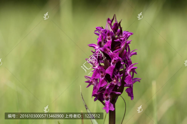 西方沼澤蘭花