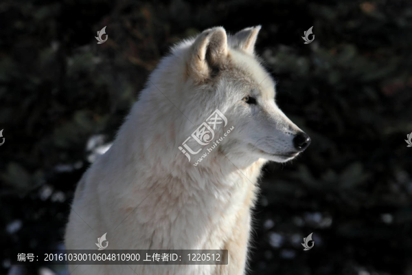 白狼