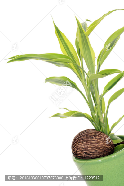 植物在螺母