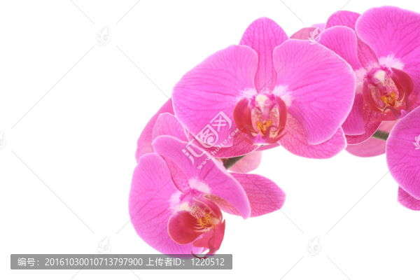 粉紅色的蘭花