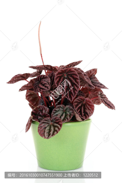 椒草