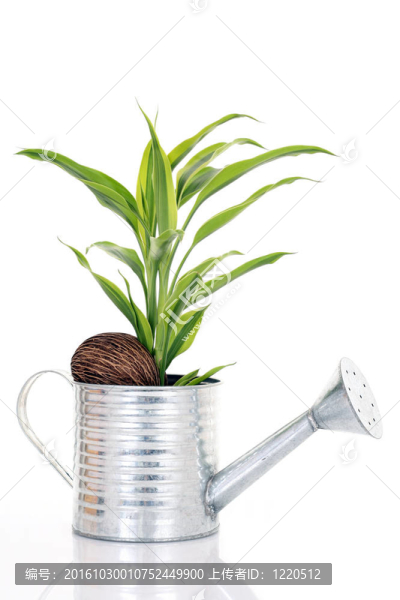 植物在螺母