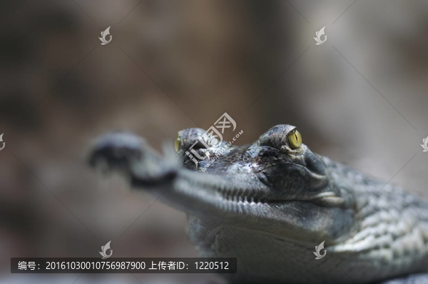 恒河鱷