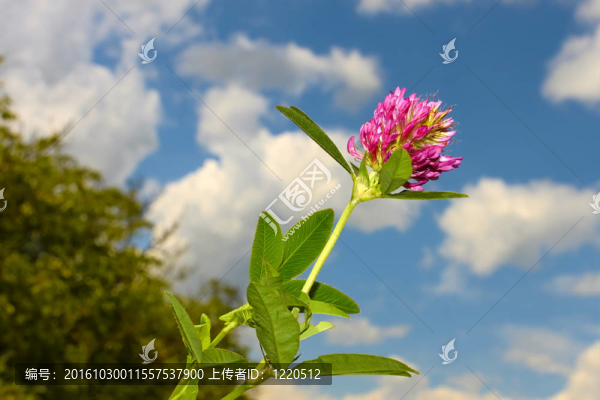 三葉草的花