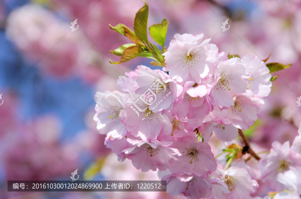 櫻花