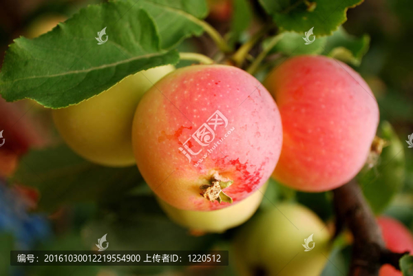 蘋果