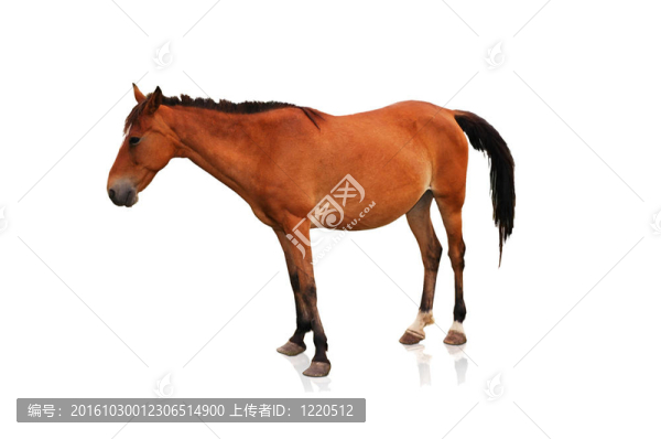 白色背景上的棕色馬
