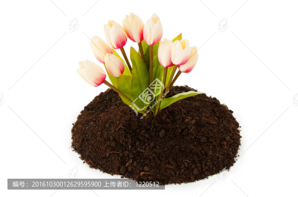 彩色郁金香花生長(zhǎng)在土壤中