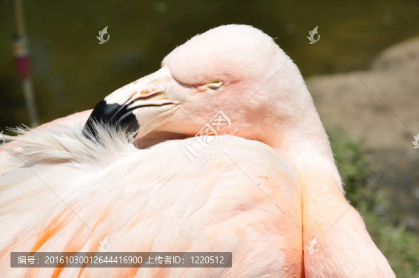 粉紅火烈鳥