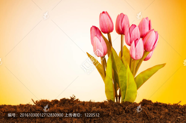 彩色郁金香花生長在土壤中