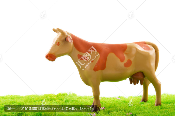 荷蘭牛