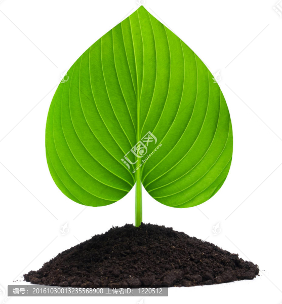 植物的心
