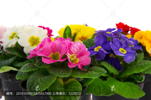 豐富多彩的報春花