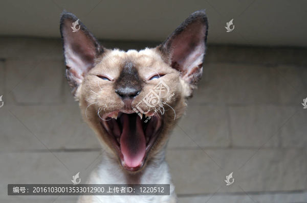 Rex,Devon的小貓