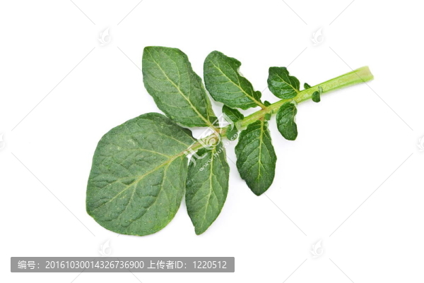 馬鈴薯葉