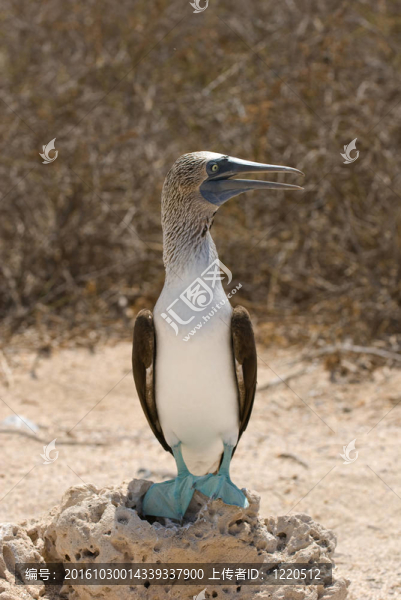 藍腳鰹鳥
