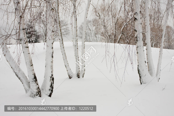 雪中的白