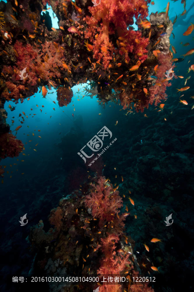 魚；珊瑚和太陽在紅海。