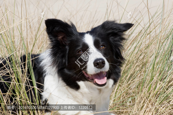 狗（邊陲牧羊犬）