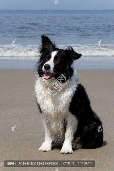 狗（邊陲牧羊犬）