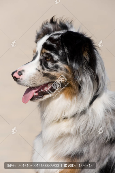 狗（澳大利亞牧羊犬）