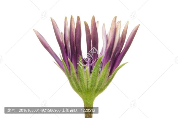 花-瑪格麗特