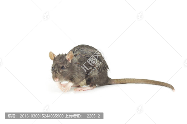 老鼠