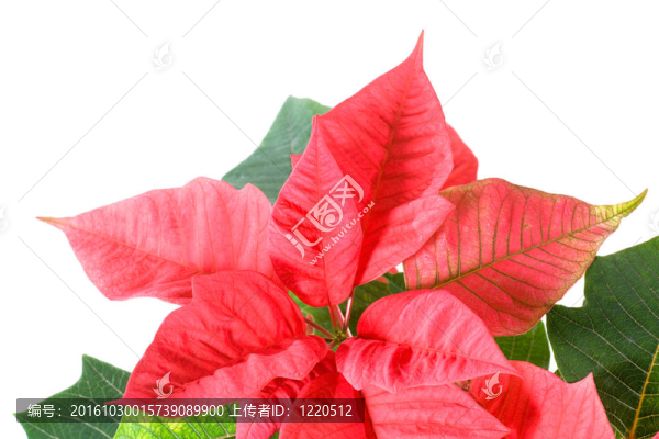 美麗的紅色一品紅植物白色隔離