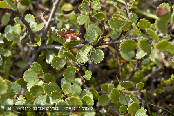 矮樺（Betula,nana）