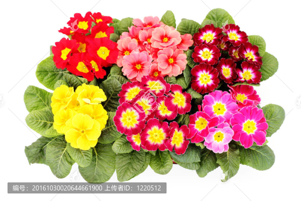 報(bào)春花
