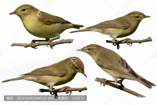 Chiffchaff孤立
