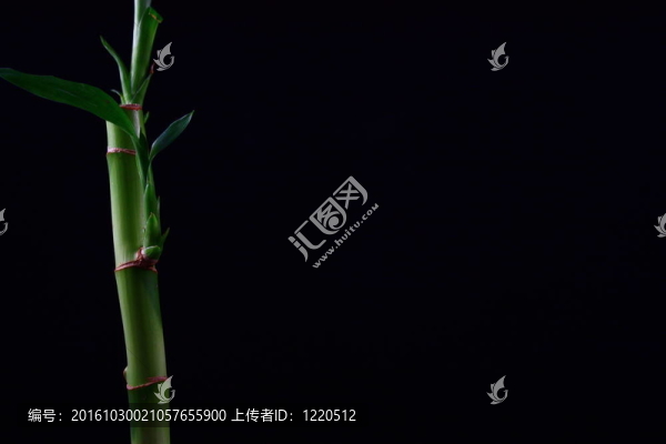 幸運(yùn)竹