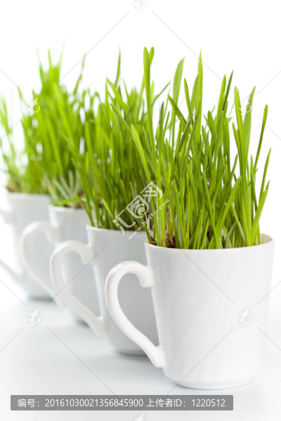 咖啡杯里的青草