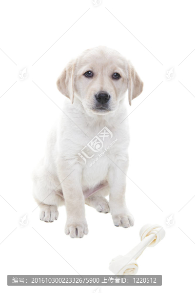 黃金獵犬小狗