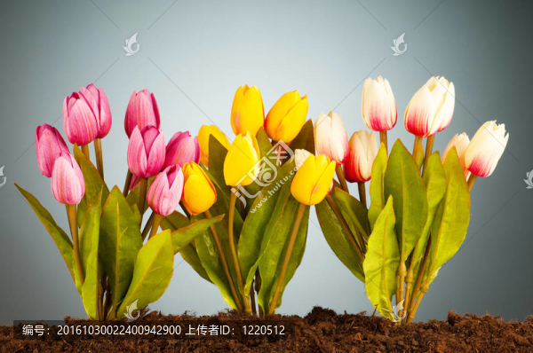 彩色郁金香花生長(zhǎng)在土壤中