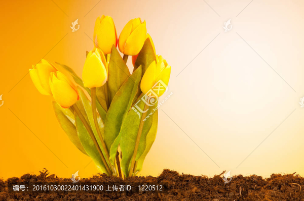 彩色郁金香花生長在土壤中