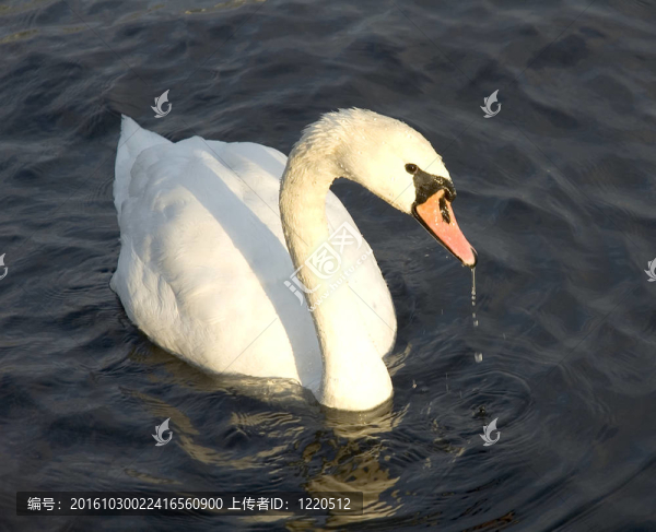 天鵝