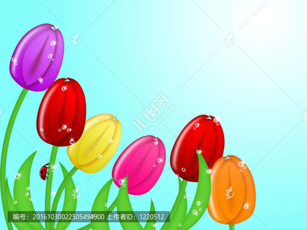 瓢蟲爬上各種顏色的郁金香花干