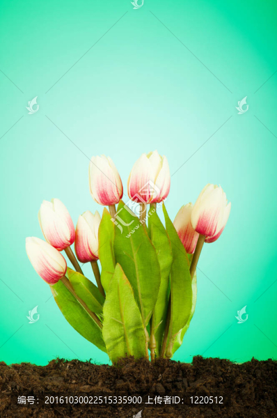 彩色郁金香花生長在土壤中