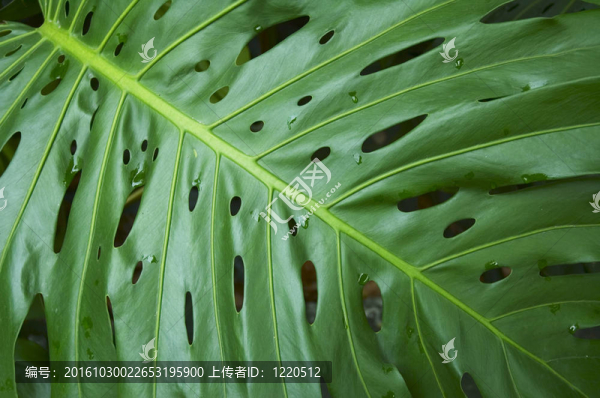 熱帶植物葉