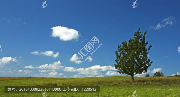 田野里藍(lán)天和樹(shù)的背景
