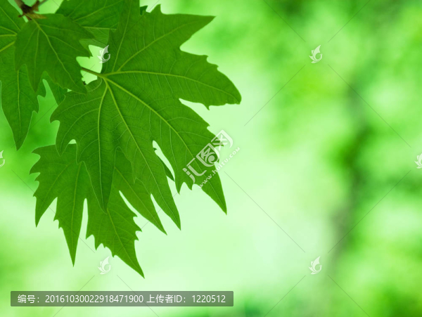 綠葉；淺焦點