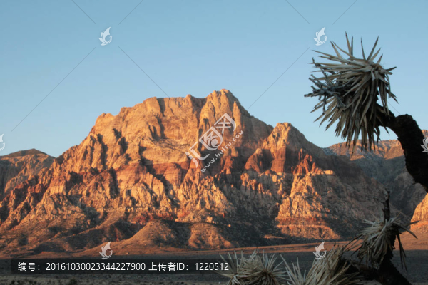Mount,Wilson和Joshua,tree