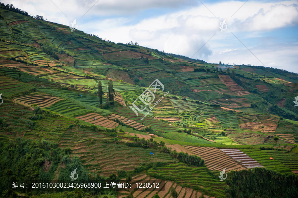 梯田的java；印度尼西亞迪昂高原；