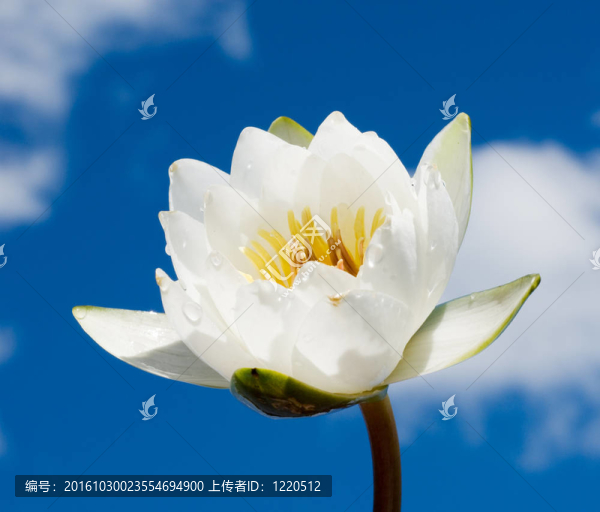 白色的百合花在藍(lán)色的多云的天空