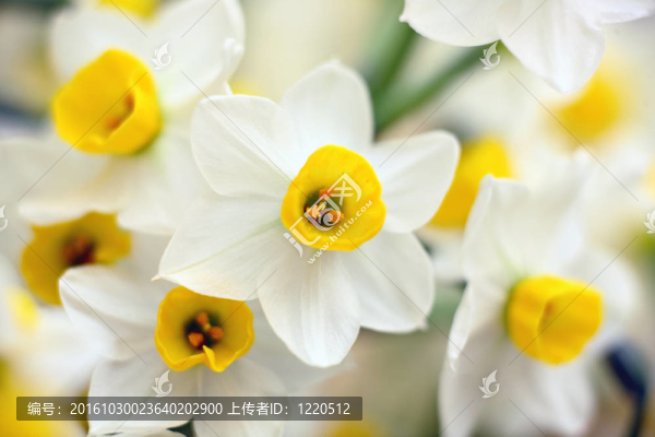水仙的花